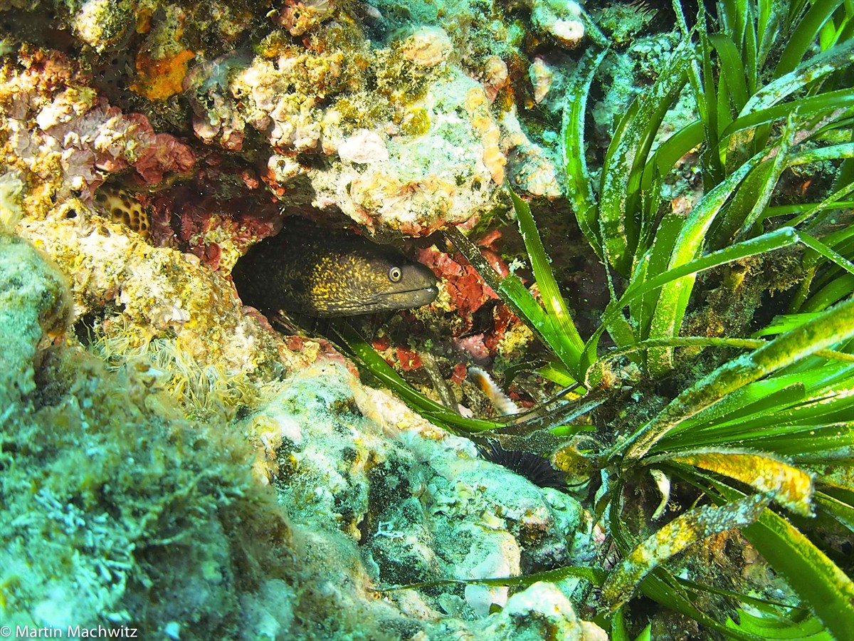 Morena Muräne Moray 