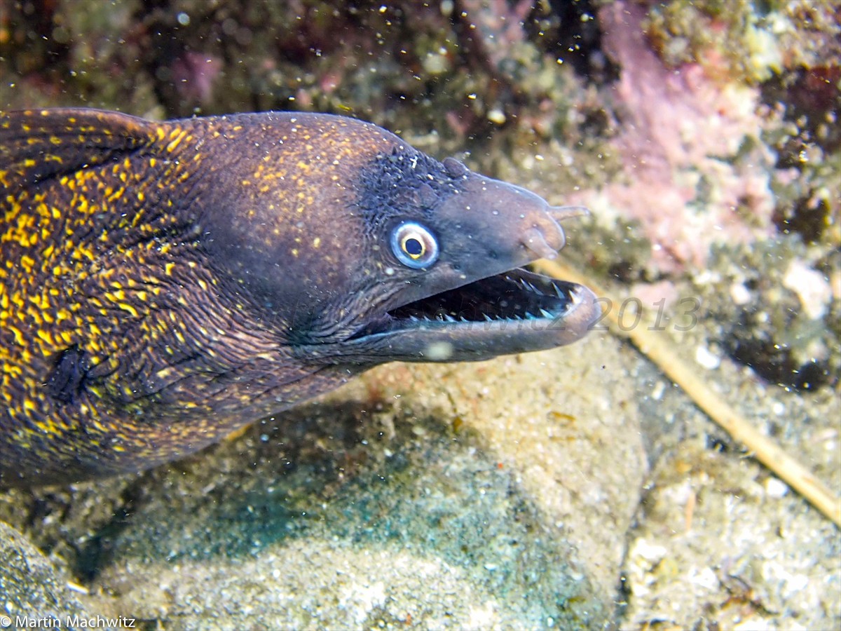 Morena Muräne Moray