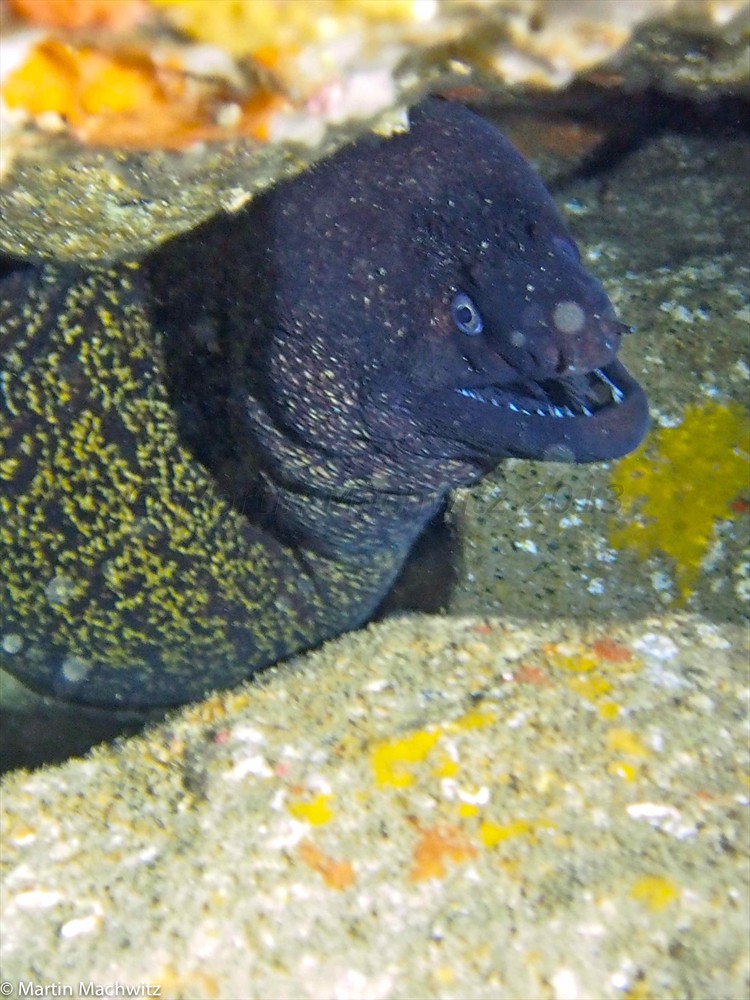 Morena Muräne Moray