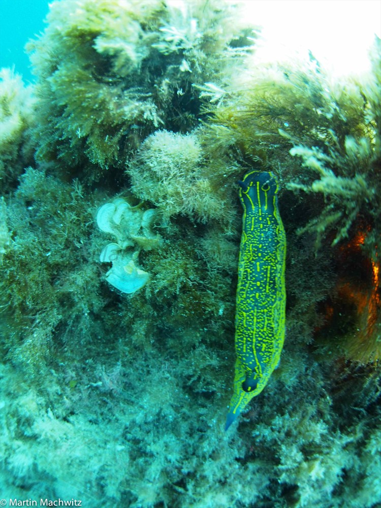 Babosa - Nacktschnecke - Slug